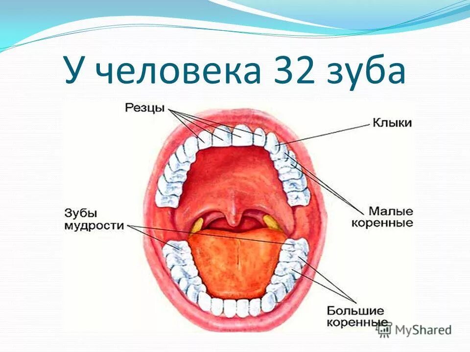 Зуб 1 8. Зубы человека. Скотео зубов у человека.
