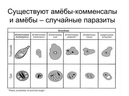 Паразитическая форма амебы