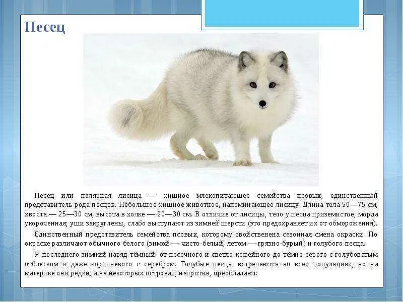 Описание животного 4 класс