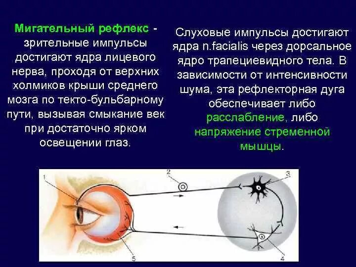 Биология рефлекторная дуга мигательного рефлекса. Мигательный и роговичный рефлекс. Рефлекторная дуга мигательного рефлекса обозначения. Описание безусловного мигательного рефлекса.