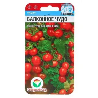 Помидор балконное чудо