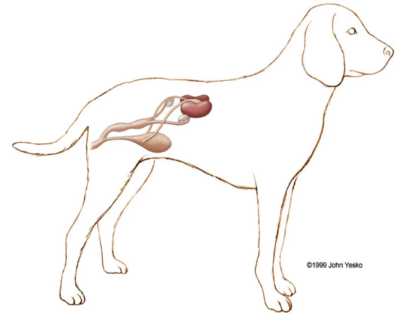 Выделительная система собаки. Собака выделительная система система. Выделительная система у кобеля. Мочевой пузырь собаки анатомия.