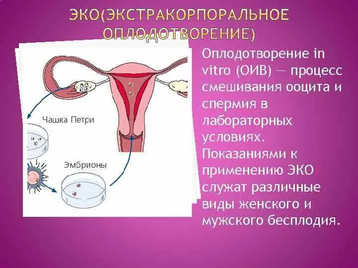 Тест по теме оплодотворение. Оплодотворение. эко процесс оплодотворения. процесс зачатия и оплодотворения. оплодотворение женщины мужчиной процесс.