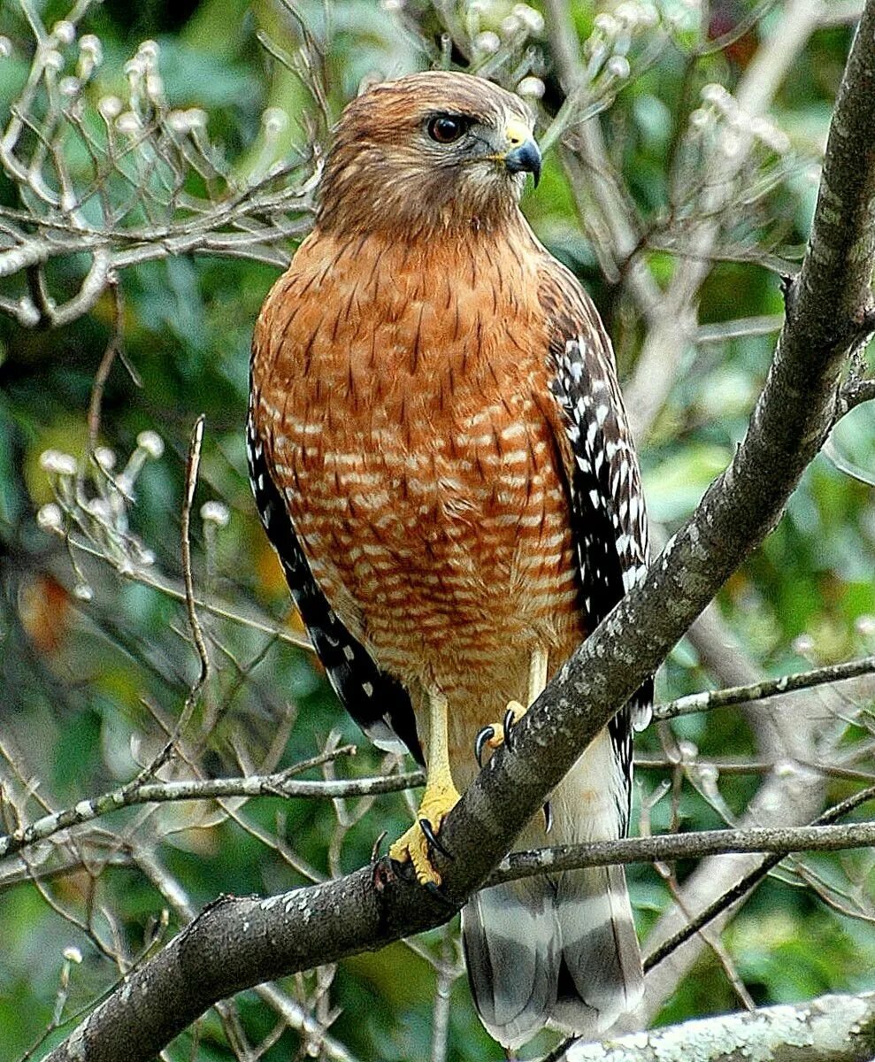 Ястребиный Сарыч. Ястреб канюк. Redtail Hawk. Ястреб подмосковный. Крупная птица семейства