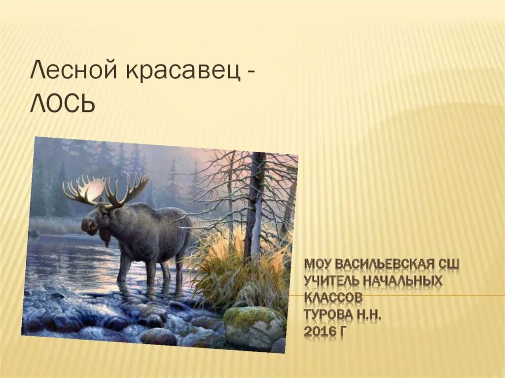 История про лося. Лесной красавец лось. лось презентация. презентация про лося 4 класс. лось презентация 1 класс.