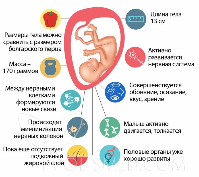 Малыш в 18 недель. 18 Недель размер ребенка. Размер ребёнка на 18 неделе беременности. 18 Недель беременности размер плода.