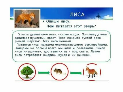 Какие ткани встречаются у животных