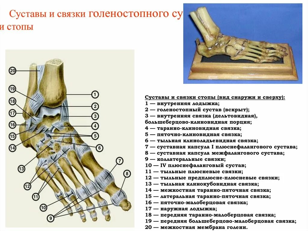 Голеностопный сустав анатомия строение связки. Голеностопный сустав сухожилия анатомия строение. Гольностопсустав анатомия строение. Голеностопный сустав. Строение костей, образующих сустав..