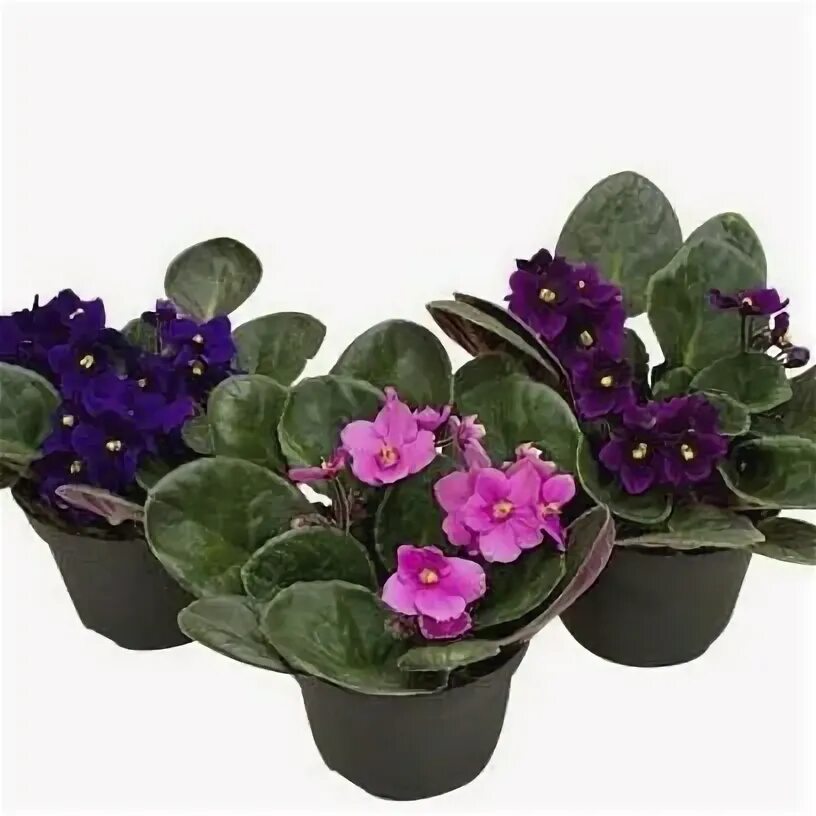 Фиалки авито давыдово. Фиалки комнатные авито. Фиалки комнатные авито. Фиалка тропикана. Фиалка сорт ловелас.