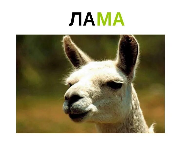 Лама презентация. Тайны ламы. Альпака загадка. Альпака лама гуанако различия. Перу альпака мачу пикчу.