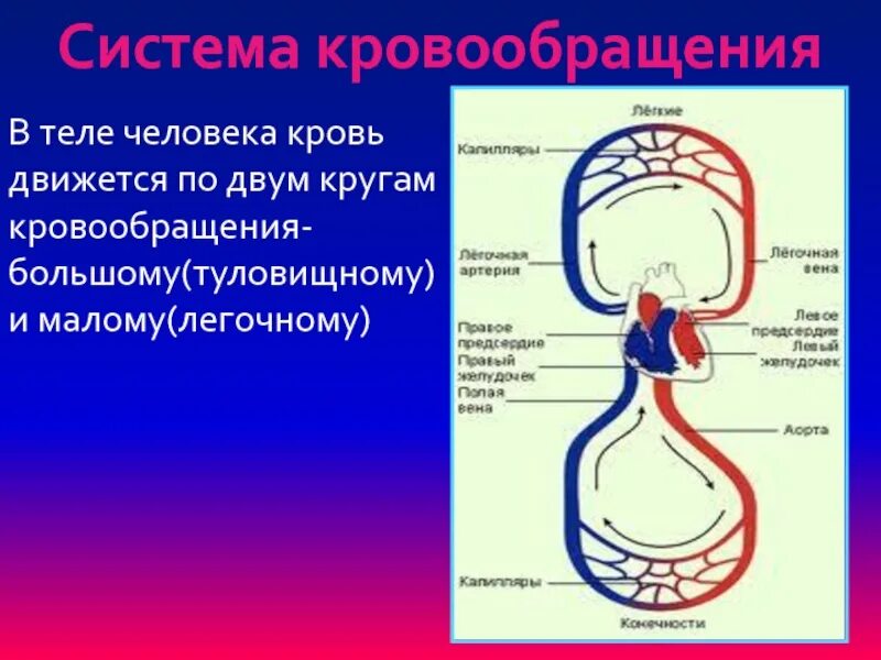 Система кровообращения человека. Система кровоснабжения человека. Строение кровообращения человека. Круги кровообращения. Система гемодинамики