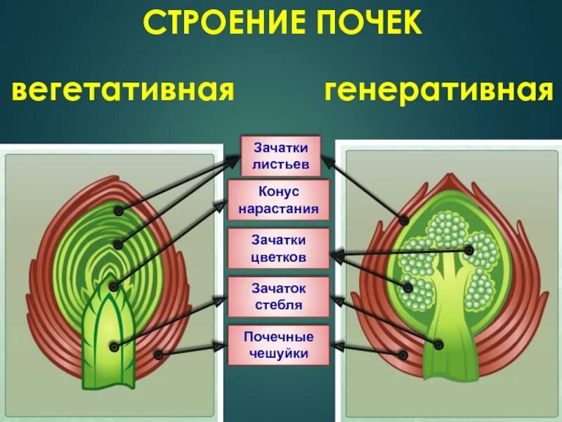 Нарастание листа. Вегетативная почка и генеративная почка. Вегетативные и генеративные почки растений. Строение вегетативной почки. Внутреннее строение почки растения.