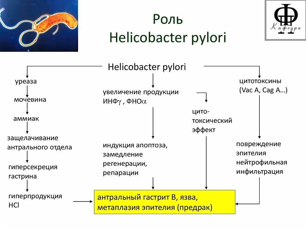 Патогенез гастрита Helicobacter pylori. Хеликобактерный гастрит патогенез. Цикл развития хеликобактер пилори. Патогенез язвы желудка хеликобактер пилори.