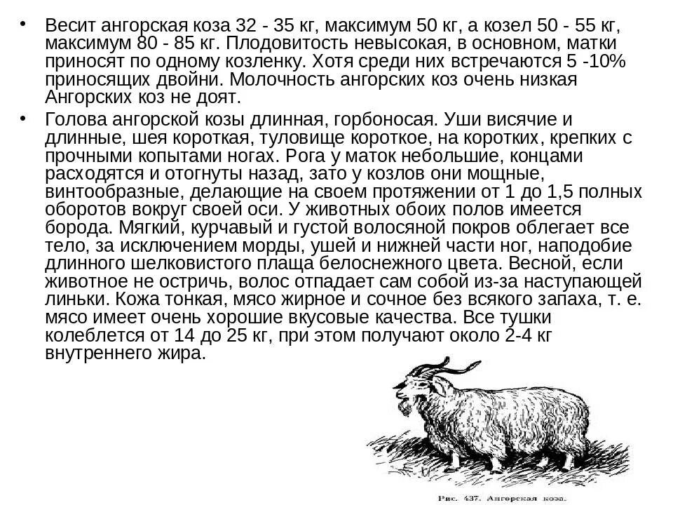 Характеристика козы. Продуктивность козы. Ангорская порода коз продуктивность. Ангорские козы характеристики. Характеристика пород коз