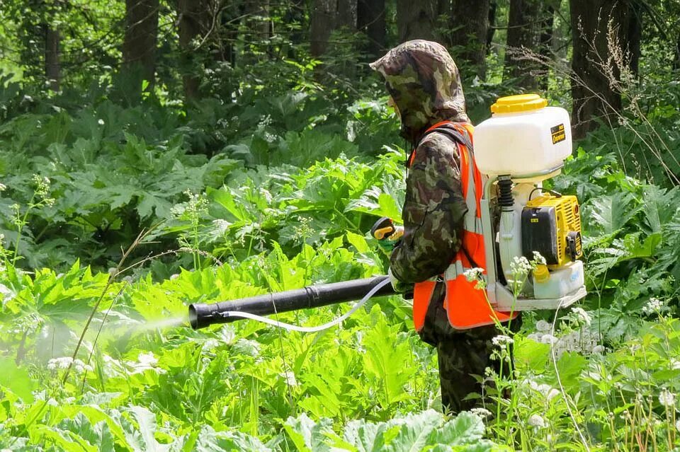 Борьба с борщевиком Сосновского. Уничтожение борщевика Сосновского. Борщевик Сосновского обработка обработка. Обработка от борщевика Сосновского. Удаление борщевика