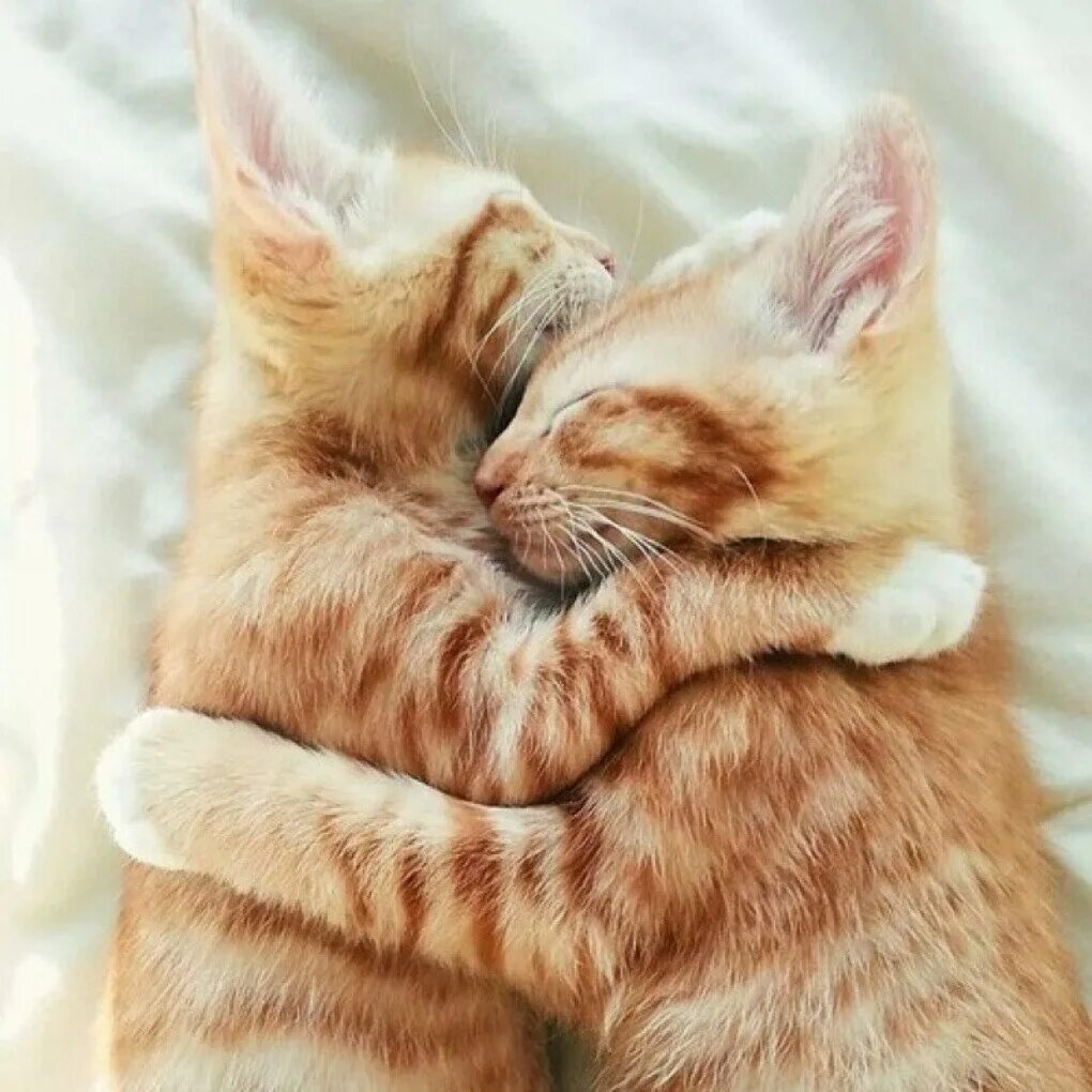 Кот обнимаю картинки. Кошки обнимаются. котики обнимашки. кошачья нежность. нежные котики.