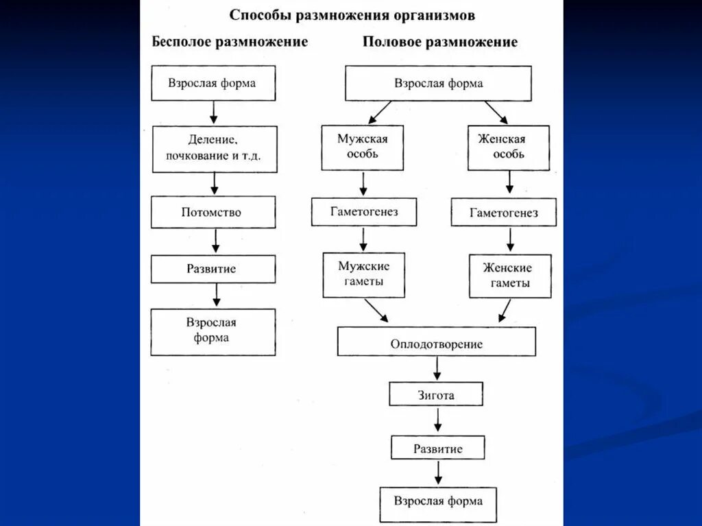 Размножение живых организмов схема 9 класс. Схема способы размножения. Типы бесполого размножения схема. Схема полового и бесполого размножения.