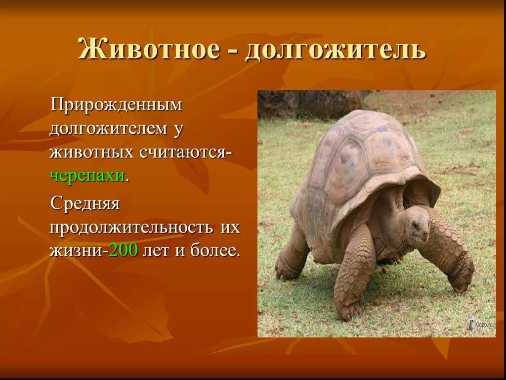 Видео сколько живут. Животные долгожители. Продолжительность жизнчерепахи н. Продолжительность жизни животных долгожители. Средняя Продолжительность жизни черепахи.