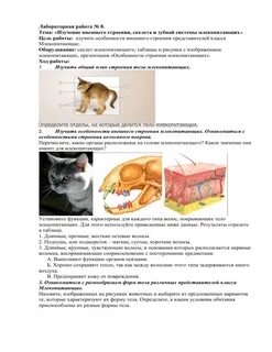 Исследование внешнего строения