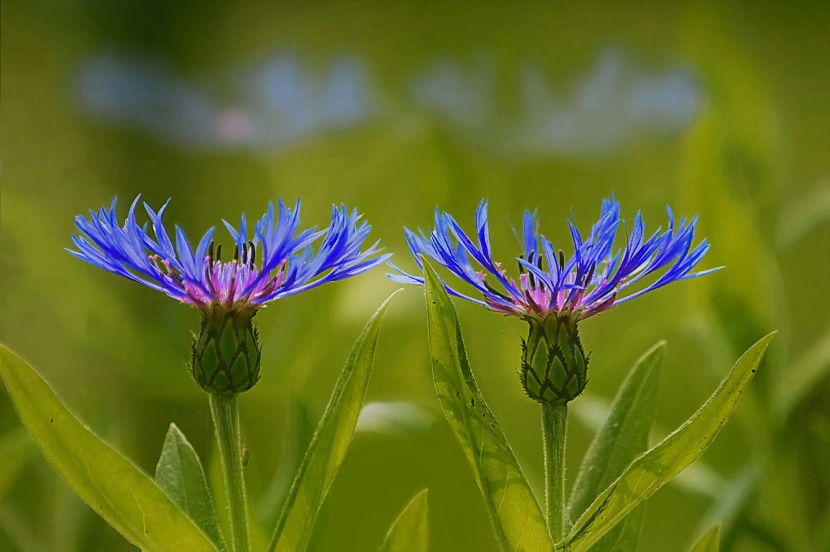 Три василька. Василёк Донской (Centaurea tanaitica Klok.). Василек Эмир. Василек цельнолистный. Василек раскидистый медонос.