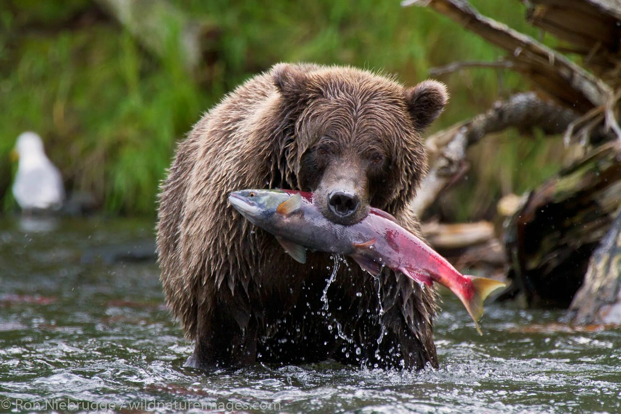 He can t bear. Бурый медведь хвост. Хвостик медведя. Бурый медведь хвостик. Медведь с рыбой.