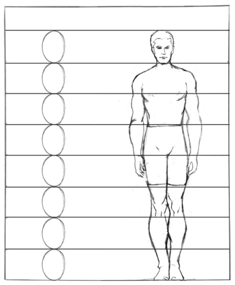 Пропорции мужчины для рисования в полный рост. Как рисовать человека в полный рост пропорции. Пропорции тела человека рисунок. Фигура человека в полный рост пропорции. Рисовать человека живет
