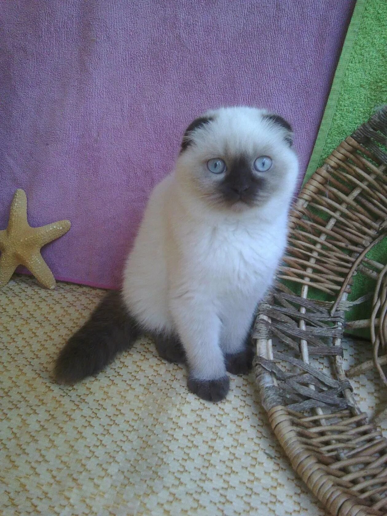 Блю поинт шотландский вислоухий кот. Тайская вислоухая кошка. Сиамский скоттиш фолд. Сиамская вислоухая кошка. Шотландская вислоухая сиамская кошка.