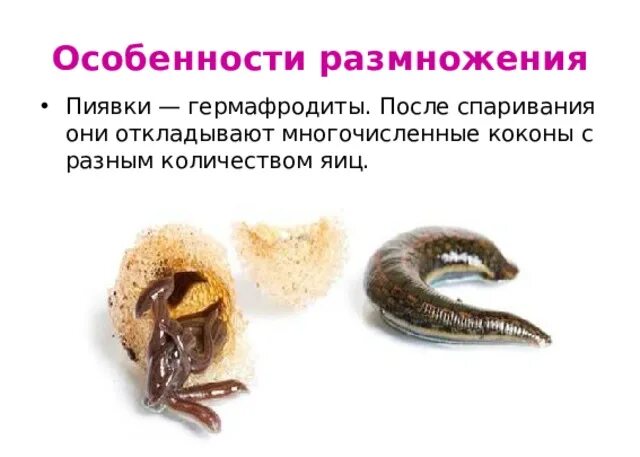 Как размножаются пиявки в природе. Кольчатые черви гермафродиты или раздельнополые. Кольчатые черви пиявки строение. Пиявки гермафродиты. Пиявки гермафродиты.