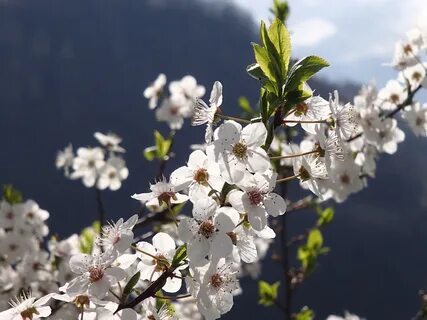 Отцвели белоснежные вишни