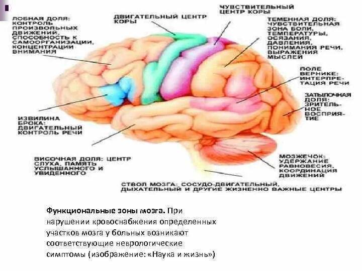 Зона 25 мозга. Зоны головного мозга человека. Все зоны мозга. Процессы головного мозга схема. Все зоны мозга.
