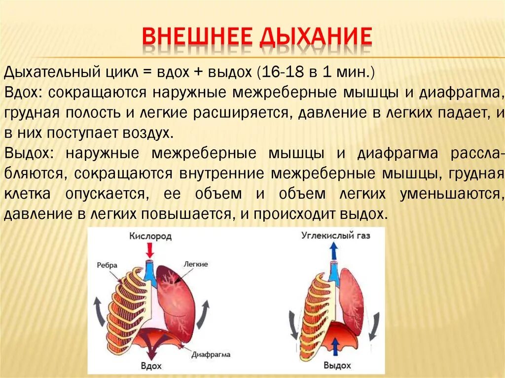 Особенности внутреннего дыхания. Как происходит процесс вдоха и выдоха. Внешнее дыхание. Как происходит дыхание. Механизм внешнего дыхания.