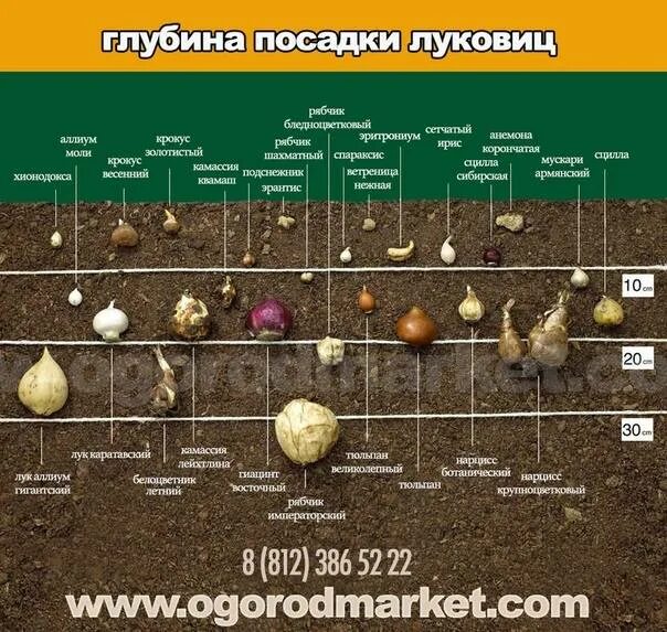 На каком расстоянии сажать луковицы. Глубина посадки луковиц тюльпанов. Схема глубины посадки луковичных. Схема посадки луковичных цветов осенью. Глубина посадки луковичных цветов.