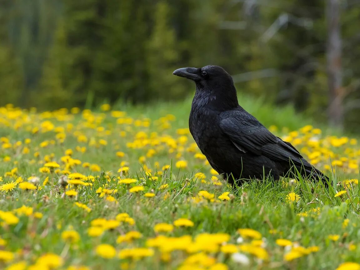 Ворона с цветочком. Ворон в цветах. Черный ворон тату. Иссиня-черный грач. Ворон в цветах.