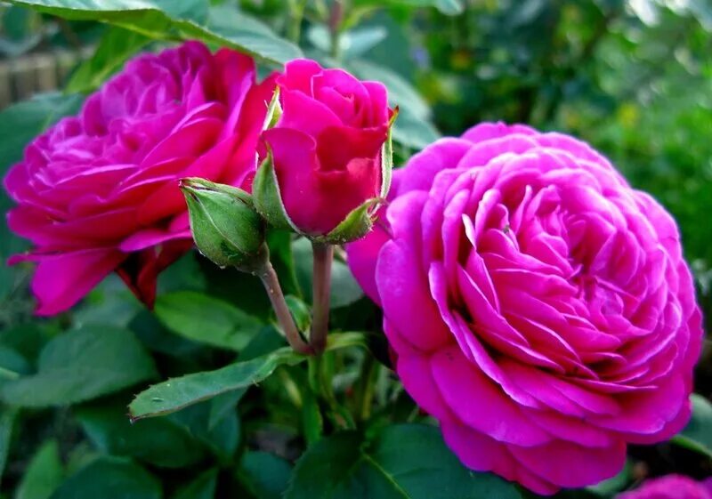 Узбекские розы. Heidi Klum Rose Tantau.