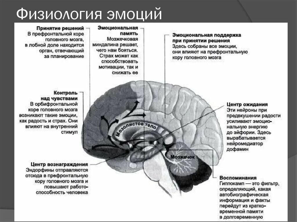 Центр управления мозгом. Участок головного мозга отвечающий за эмоции. Физиология эмоций отделы мозга. Эмоциональные структуры мозга. Структуры мозга отвечающие за эмоции.