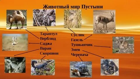 Зона пустынь 4 класс окружающий мир таблица