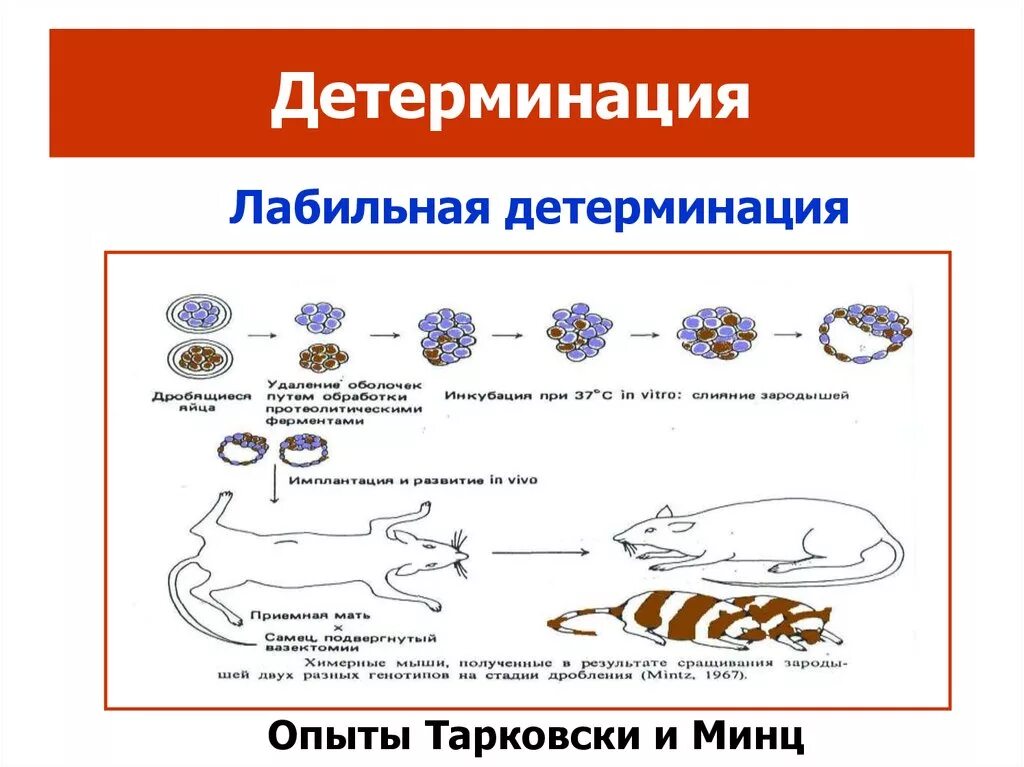 Гены онтогенеза. Схема детерминации в биологии. Лабильная детерминация. Лабильная и стабильная детерминация. Детерминация клеток.