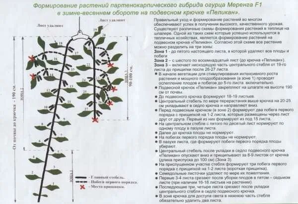 Надо ли прищипывать огурцы. Схема пасынкования огурцов в открытом грунте. Формирование огурца в 1 стебель. Схема пасынкования огурцов. Формирование огурца в один стебель схема.