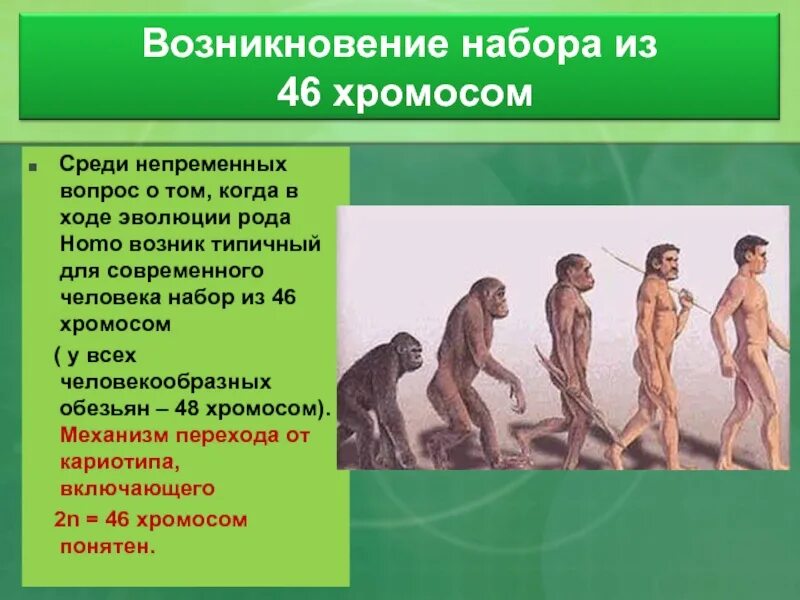 В ходе эволюции. Эволюция человека. Происхождение современного человека. Эволюционные изменения человека. Развитие человека в ходе эволюции.