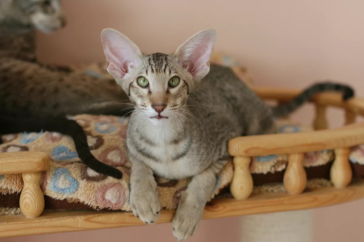 ориентальная кошка. кот породы ориентал. ориентал эбони. ориентальная длинношерстная кошка. ориентальная кошка.