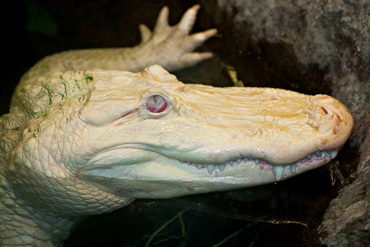 Альбино Аллигатор (Albino Alligator) 1996. Мутации живых организмов. Мутации дикого типа