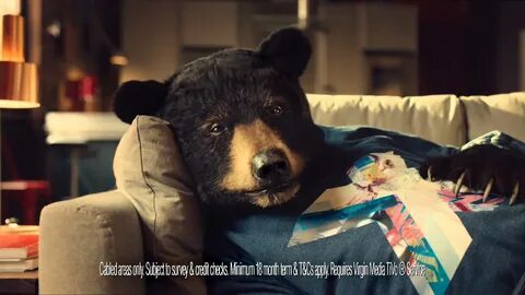 Real bears
