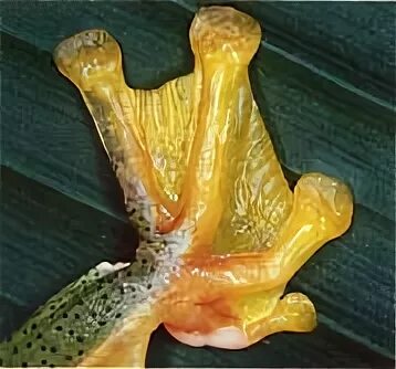 Rhacophorus reinwardtii. перепонки у лягушки. леопардовый веслоног. мигательная перепонка у лягушки. лягушка обыкновенная коричневая.