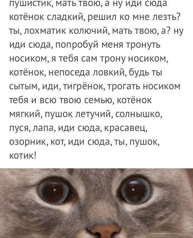 Твоя кошка есть