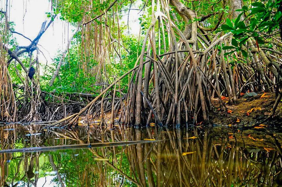 Как вырастить мангровое дерево. Ветвь мангрового дерева-ризофора мангле. Мангровые заросли шри ланка. Мангровые леса вьетнама. Мангровые заросли катар.