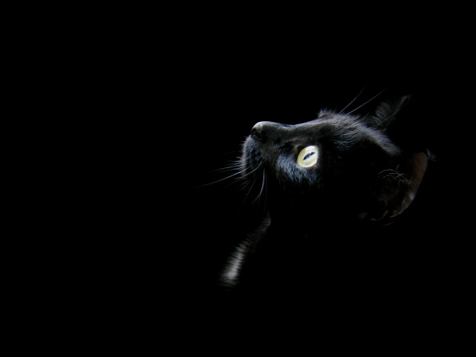Черный экран для сна. Черные обои. Черные коты. Черный фон картинка. Черный кот на черном фоне.