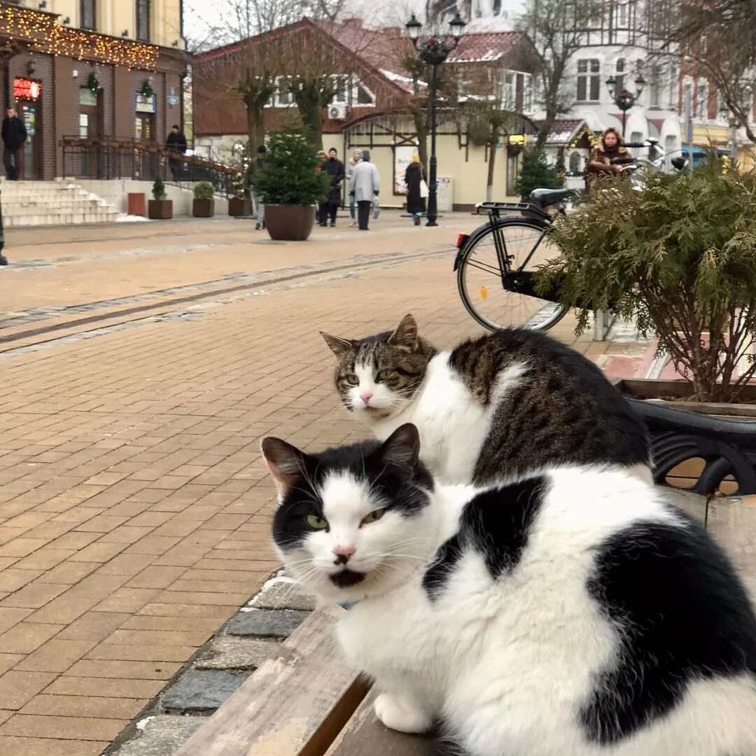 город кошек зеленоградск калининградская область. зеленоградск почему кошки. памятник коту в городе зеленоградске калининградской области. кошачий город в россии. зеленоградск кошки.