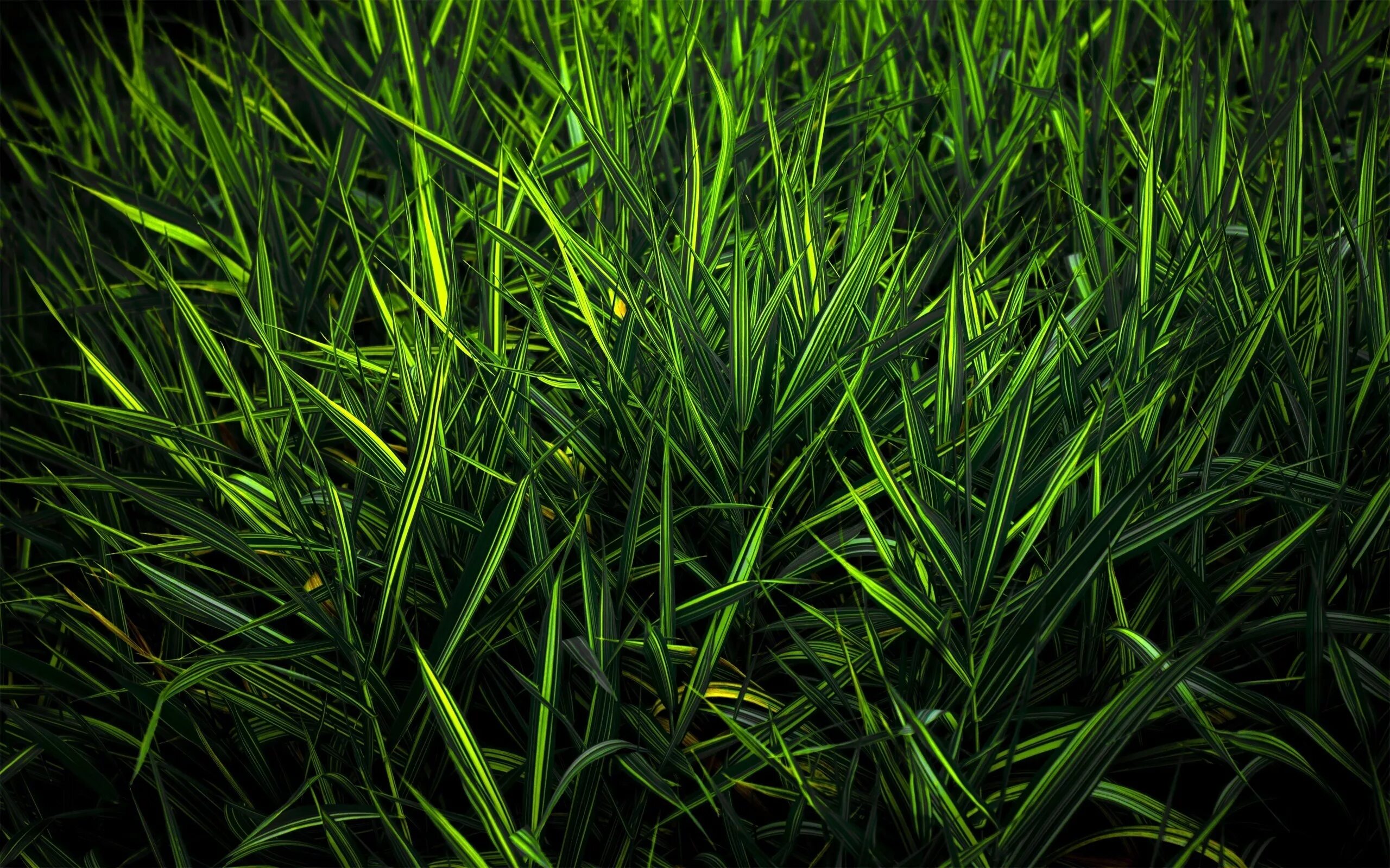 Grass network. Зелень. Трава. Зелень трава. Зелёные растения.
