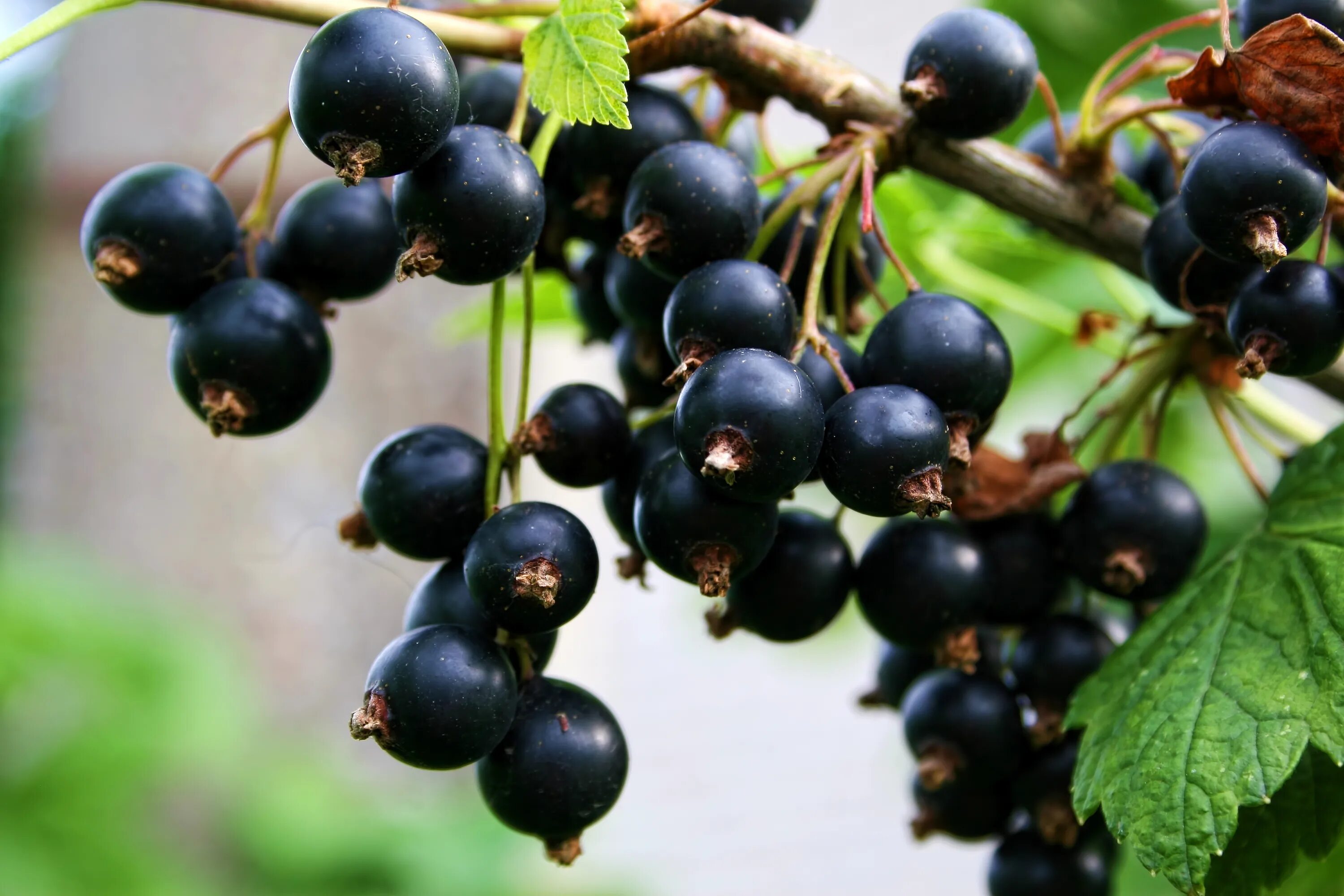 Черная смородина б. Смородина черная (ribes nigrum). Смородина душистая ribes odoratum. Смородина черная - ribes nigrum l.. Смородина черная - ribes nigrum 'INTERCONTINENTAL'.