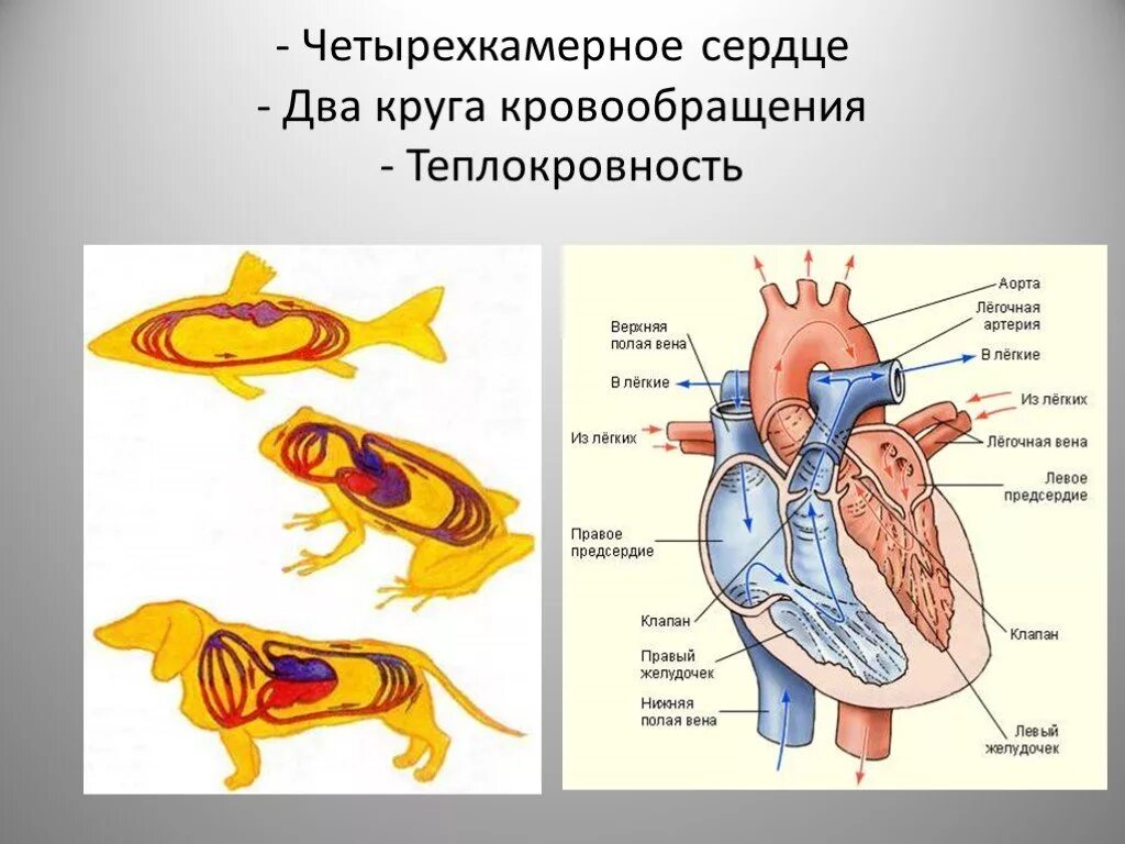 Четырехкамерное сердце и 2 круга кровообращения. Четырехкамерное сердце с двумя кругами кровообращения. Трёхкамерное сердце и два круга кровообращения. Четырёх камерное сердце.